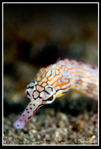 pipefish by Dray Van Beeck 